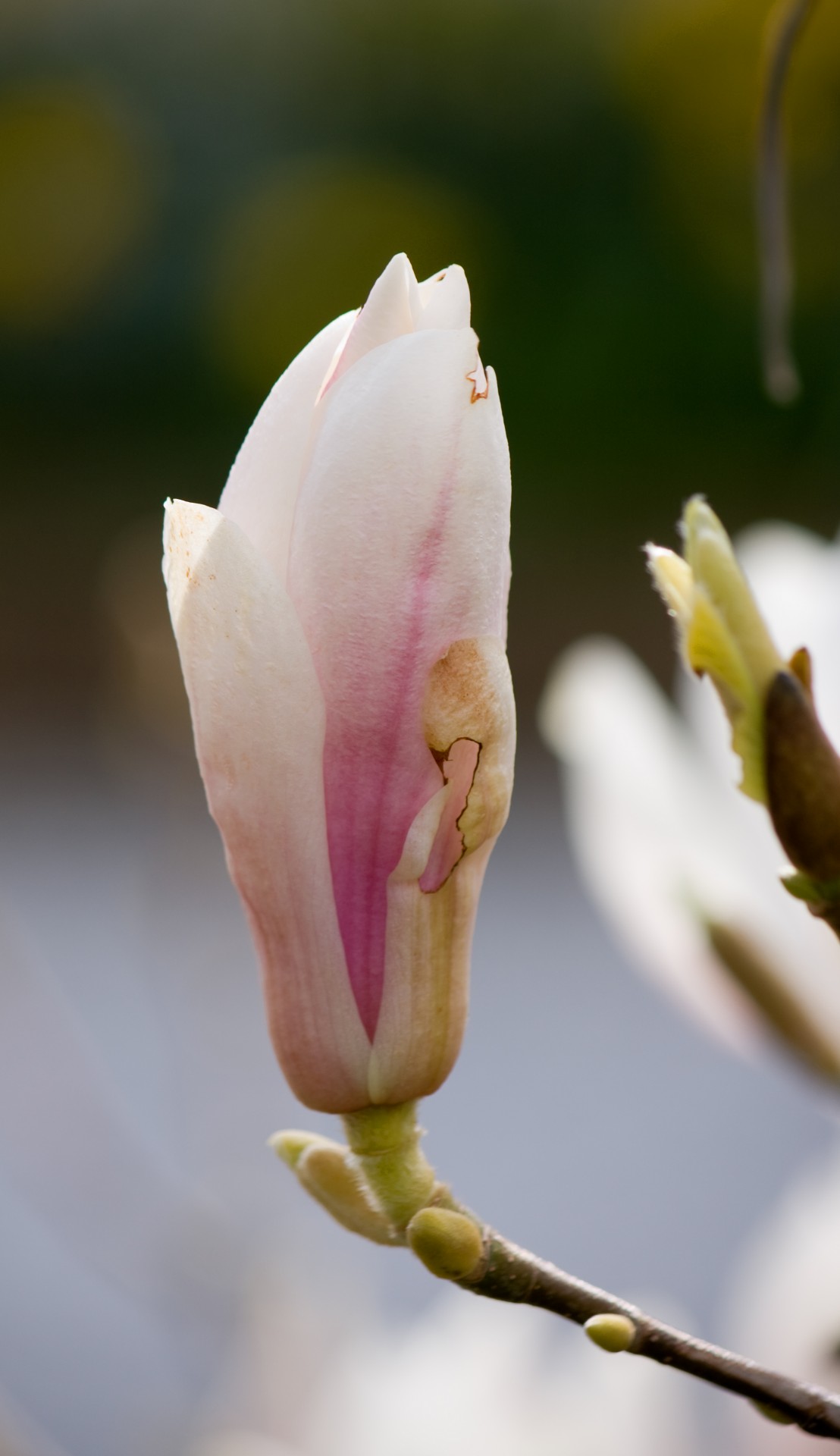 Magnolia Bud