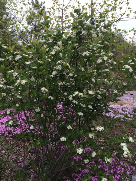 Red chokeberry and creeping phlox make a lovely floral display in the Regional Garden in the spring