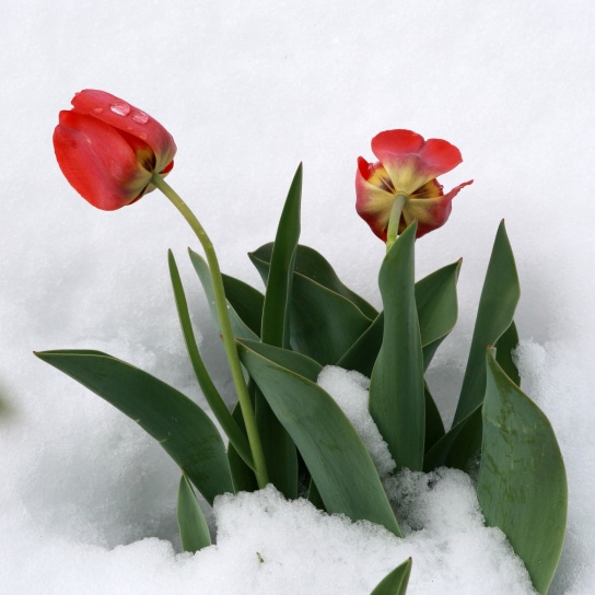 Tulips in snow