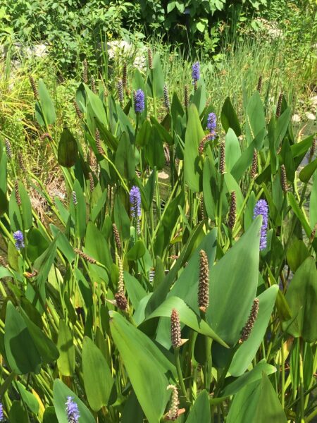 Wetland species in the Regional Garden