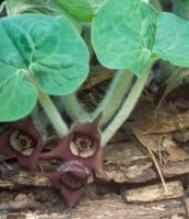 Wild Ginger (Asarum canadense) Habit