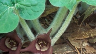 Wild Ginger (Asarum canadense) Habit