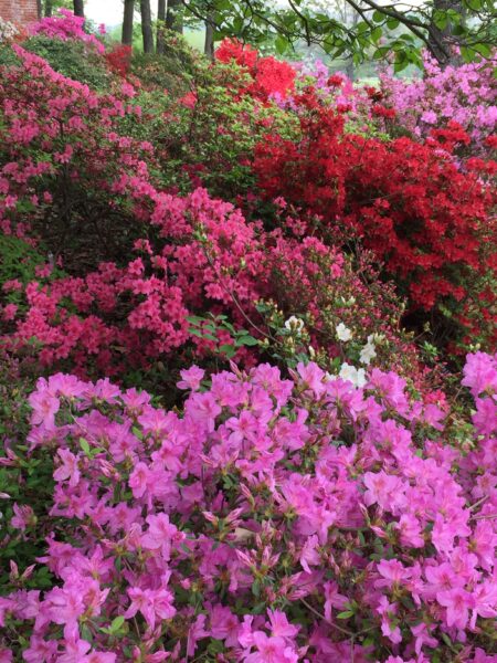 Brilliant colors of azaleas in mid-April