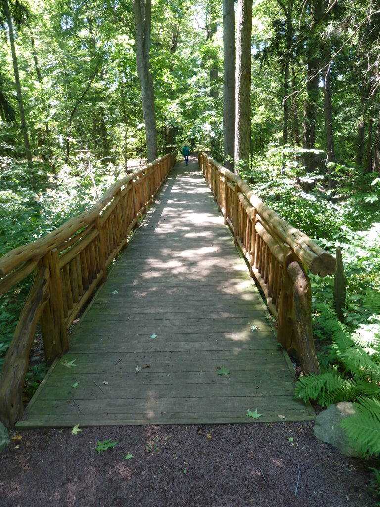 One of the bridges along the forest path in Fern Valley
