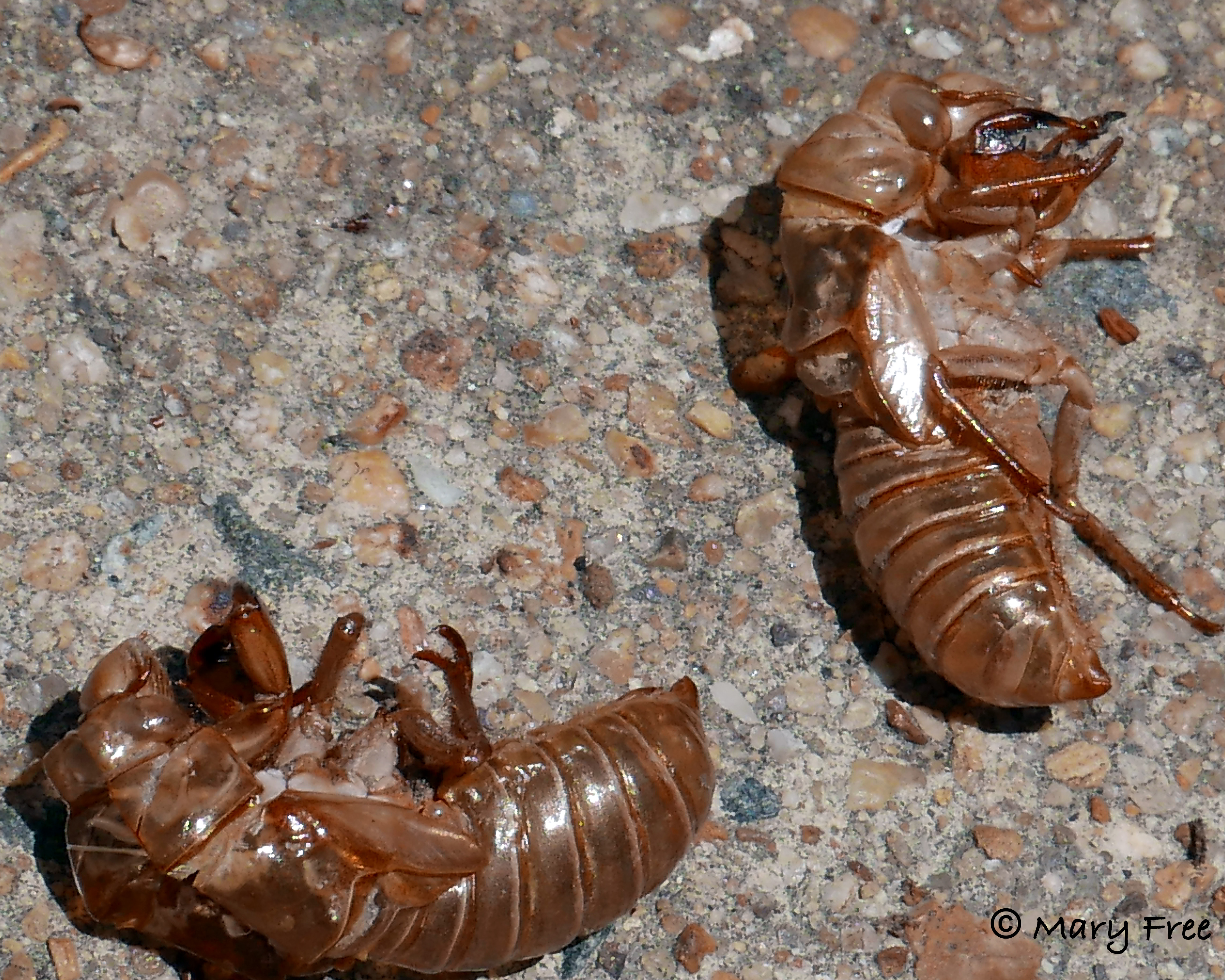 Brood X 17-year cicada straggler exoskeletons.
