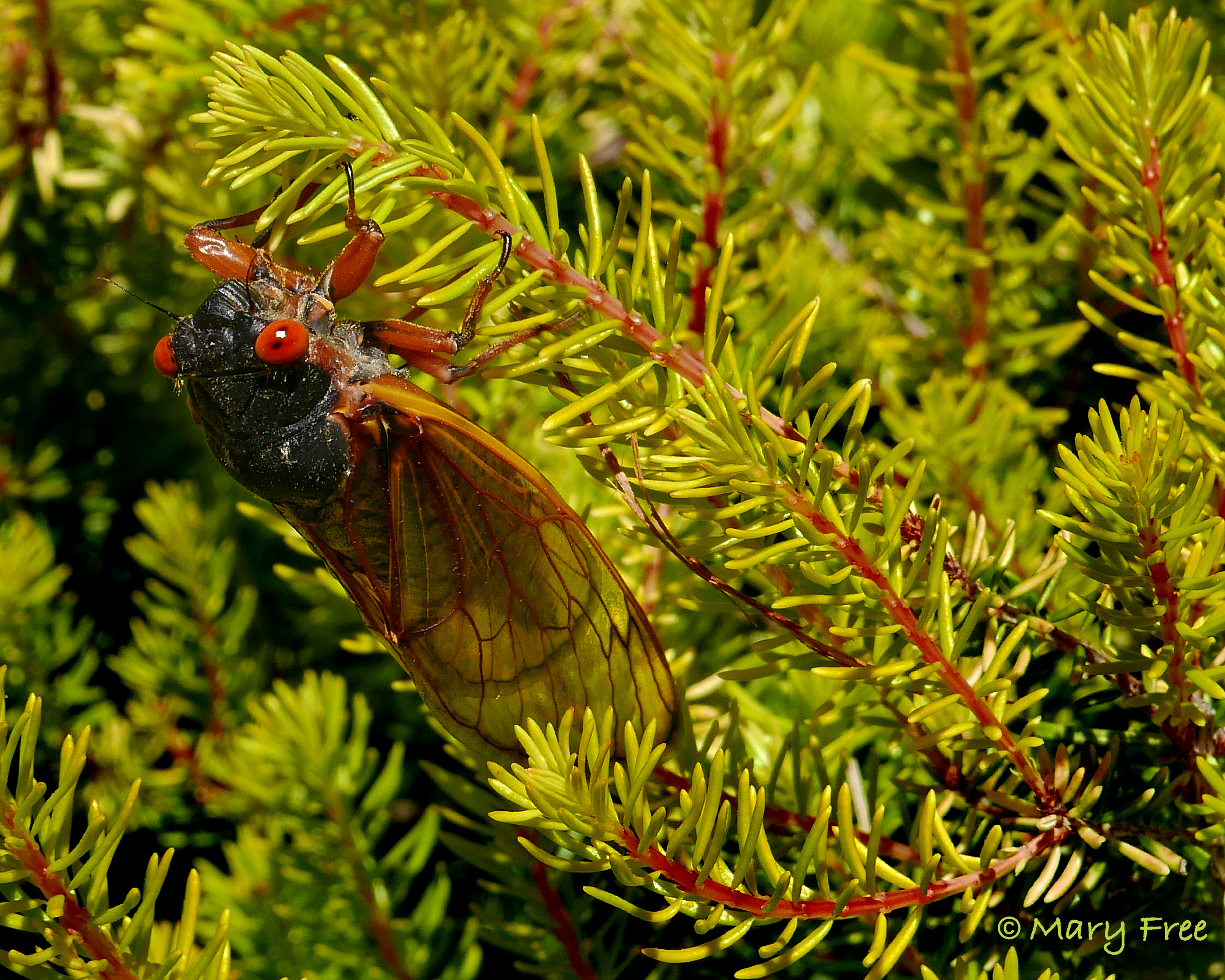 Brood X 17-year cicada straggler clinging to heath waiting for its wings to harden.