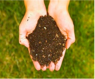 Compost in hands