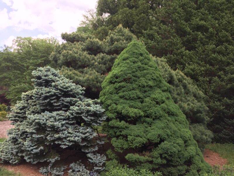 Varied textures of conifers