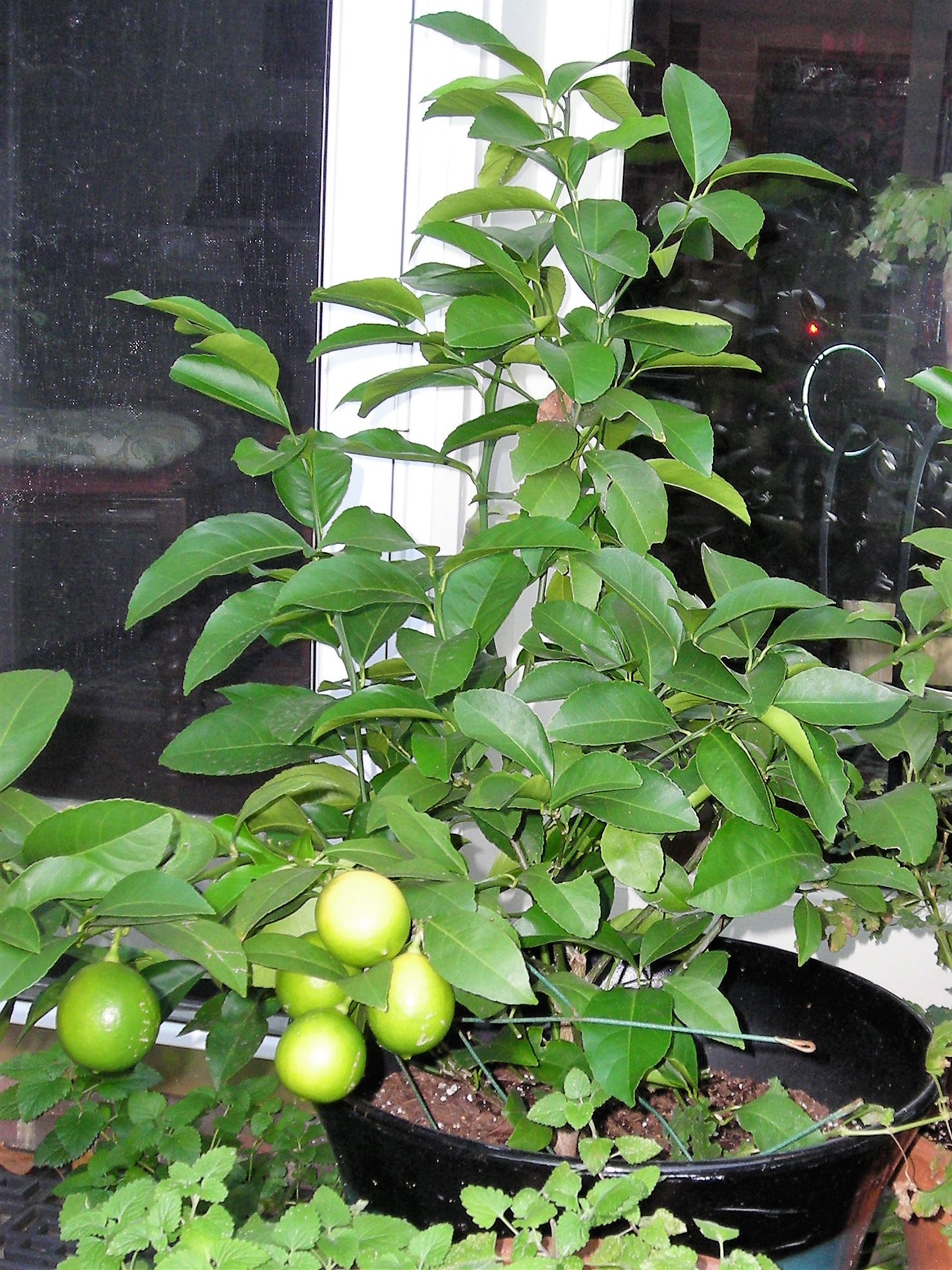 The Meyer Lemon Bush outdoors, fall 2016