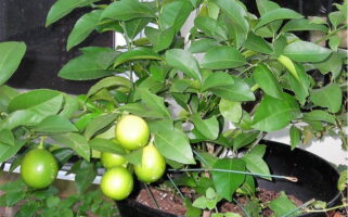 Meyer lemon plant