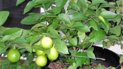 Meyer lemon plant