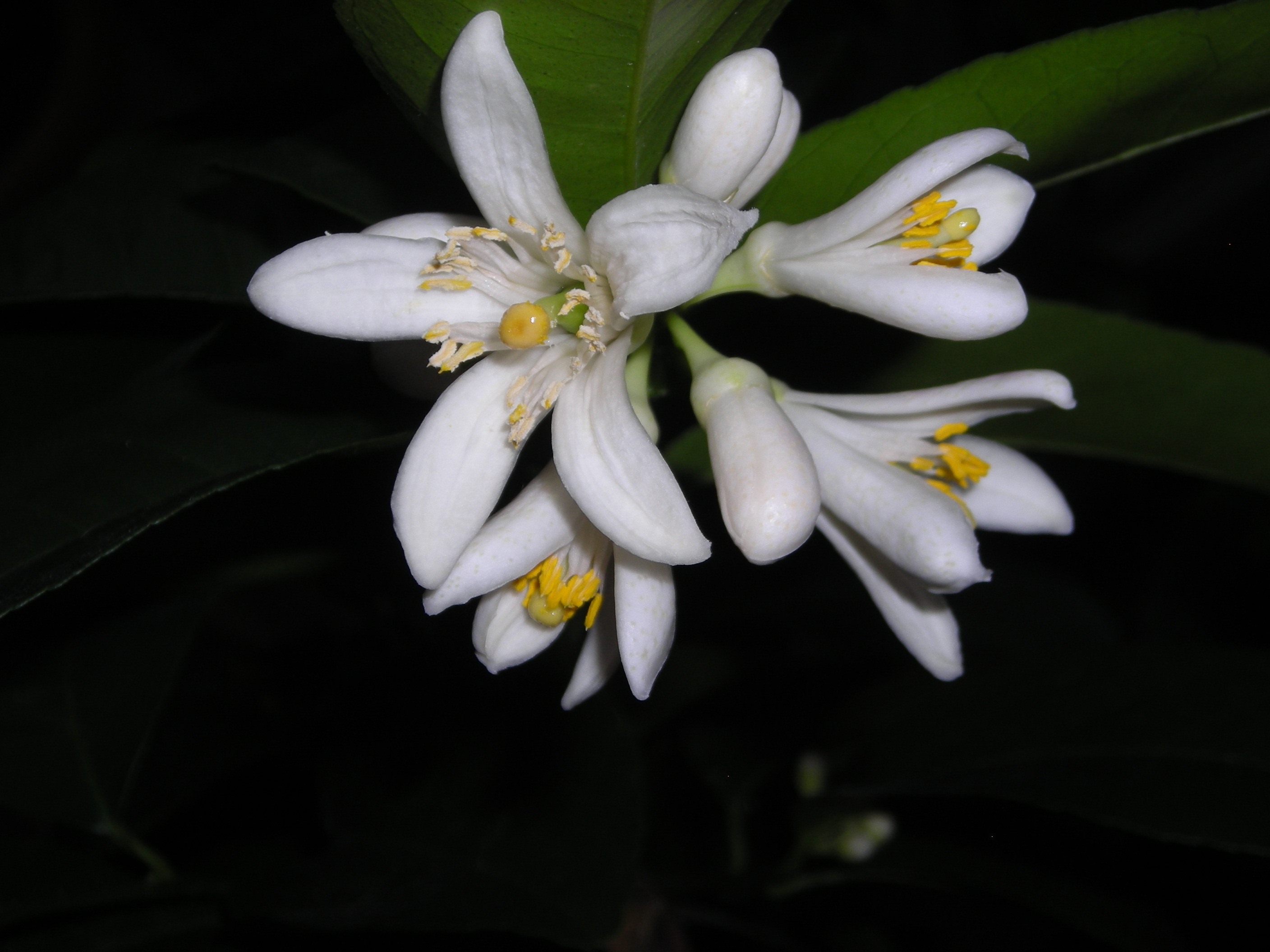 Fragrant flowers of Meyer Lemon (Citrus limon 'meyer'), winter 2017