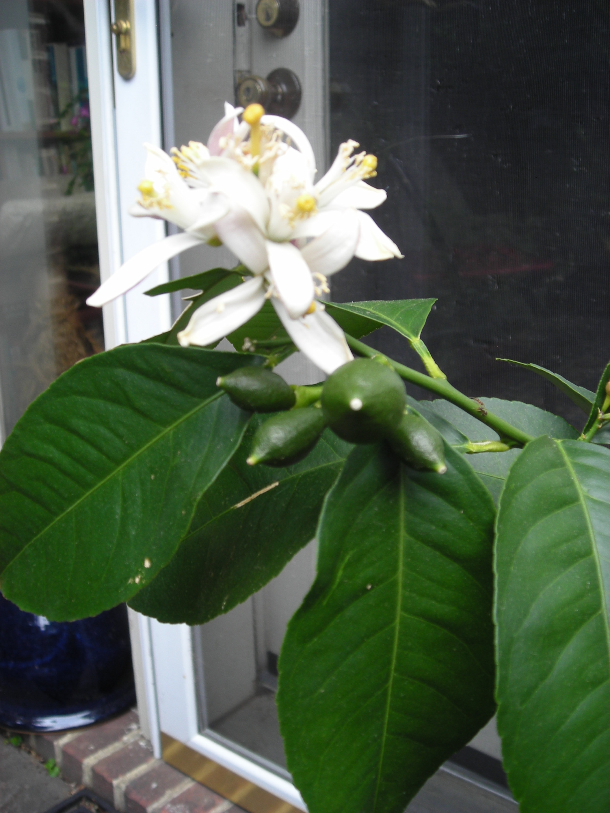 Plant outdoors in April 2017 in renewed bloom and setting fruit – more than 2 dozen little lemons as of the first week in May.