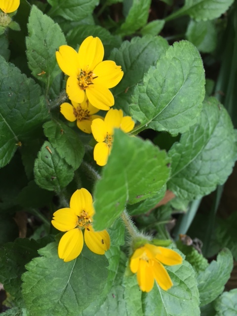Chrysogonum virginianum, Green and Gold