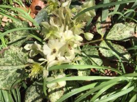 Hellebore Snow Fever