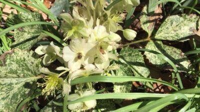 Hellebore Snow Fever