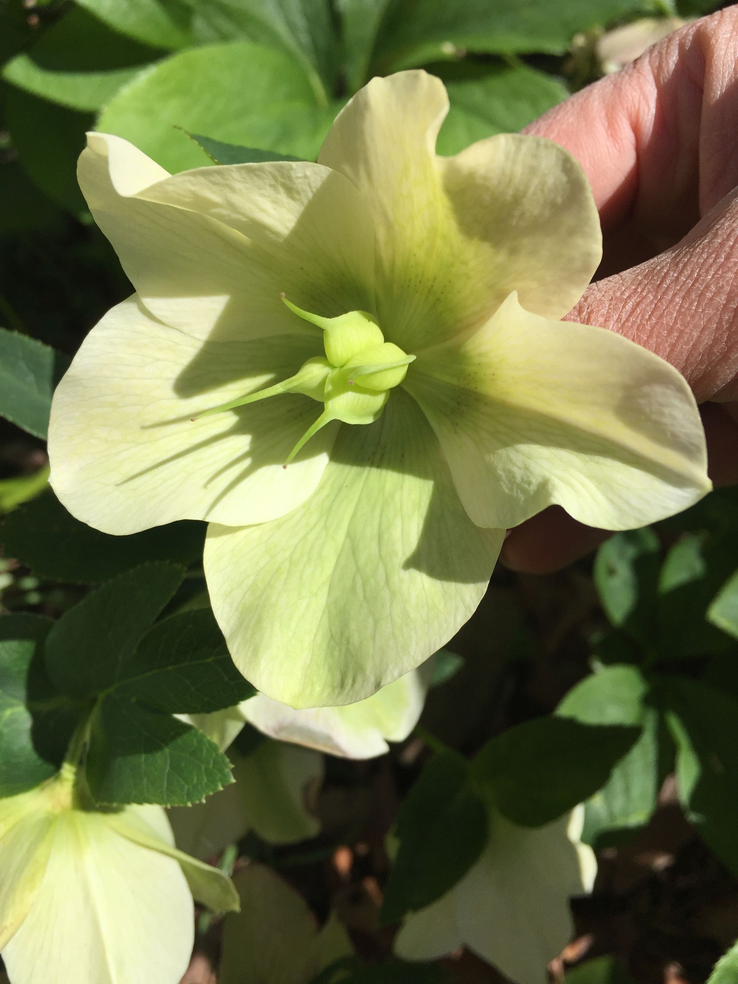 Hellebore flower closeup