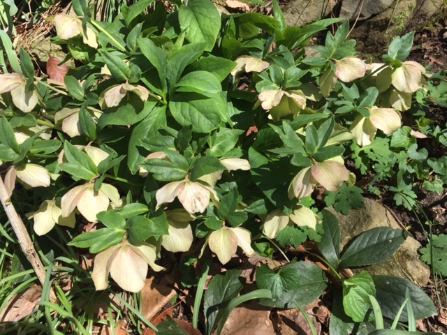 Hellebore flower closeup