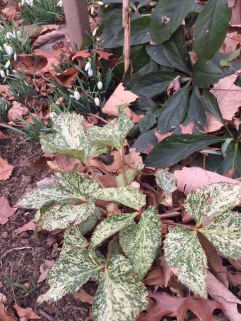 Helleborus.snow fever