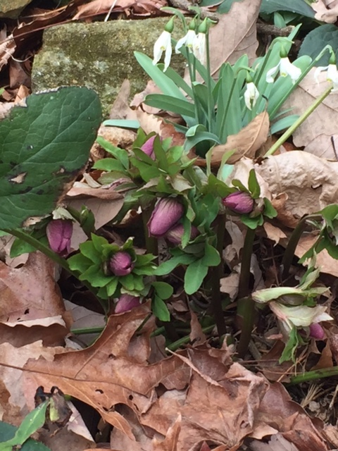 Helleborus x hybridus.burgundy