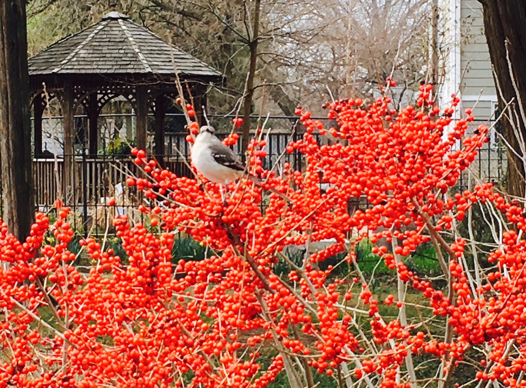 Mockingbird in the Winterberry