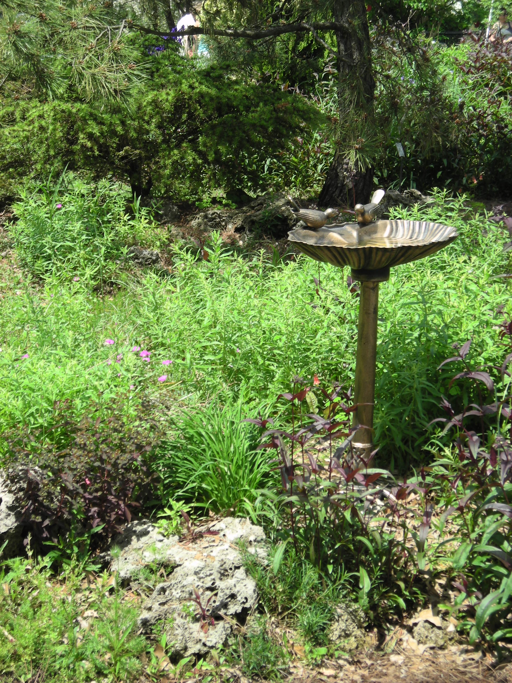A new birdbath, added and pictured here in May 2017, has since been replaced by several others. The Garden also provides birds with fruits and seeds, nesting places including bird houses, and shelter in trees and dense shrubs.