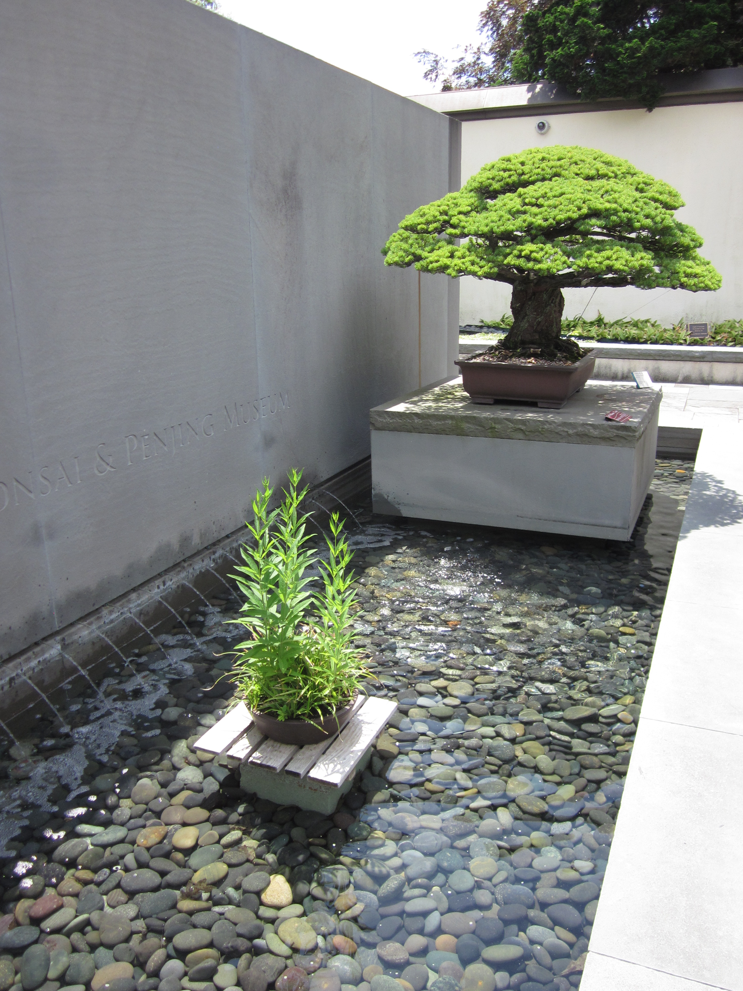 Oldest bonsai in front of museum's entrance fountain