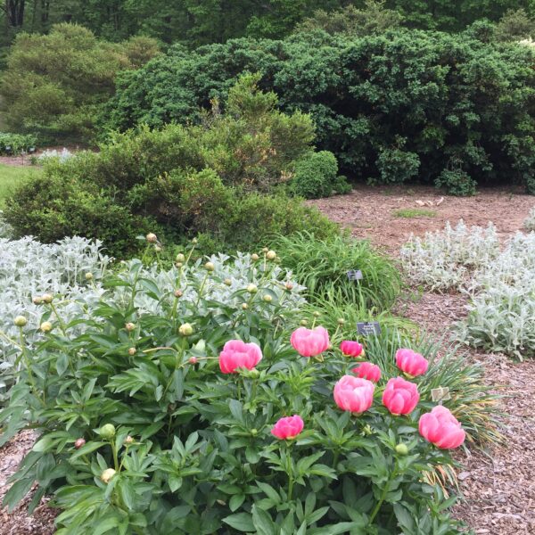 Peonies in the perennial garden with boxwood shrubs beyond