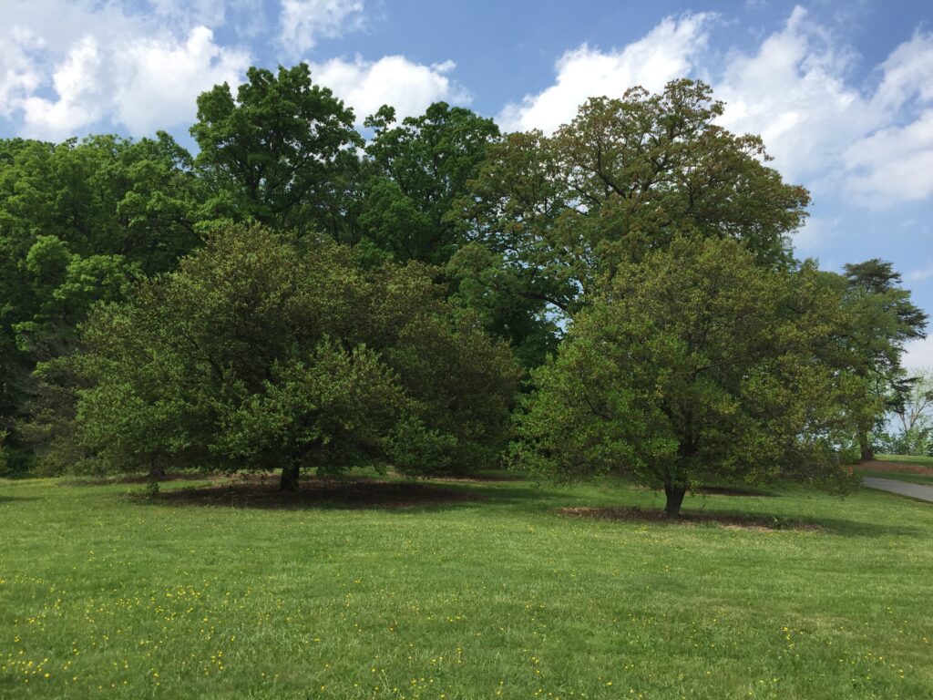 Several of the many state trees