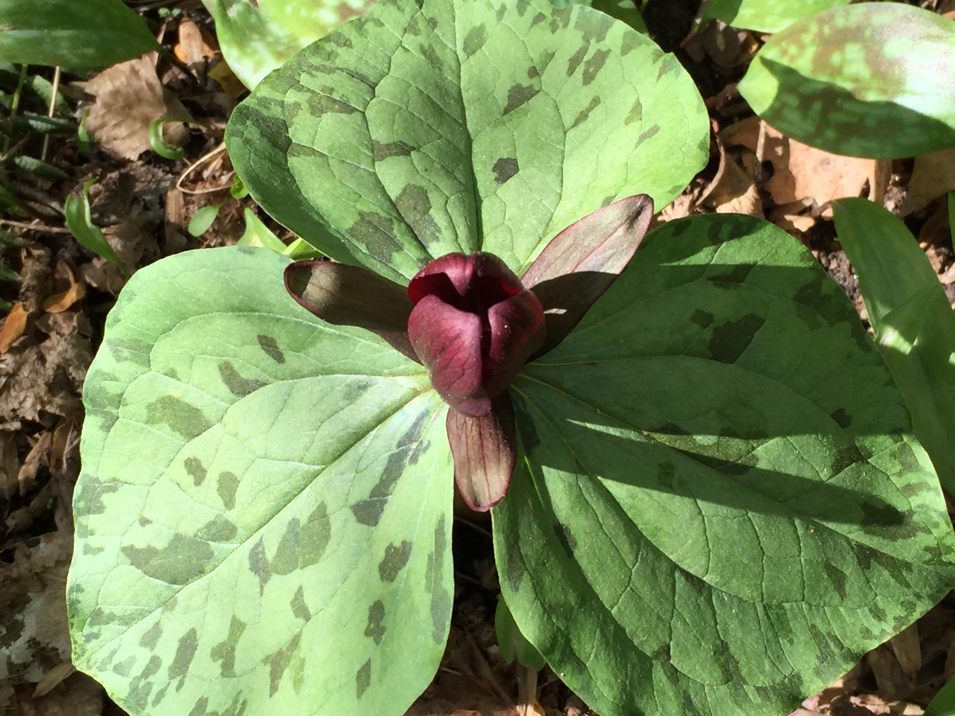 Trillium sessile, a perennial spring wildflower