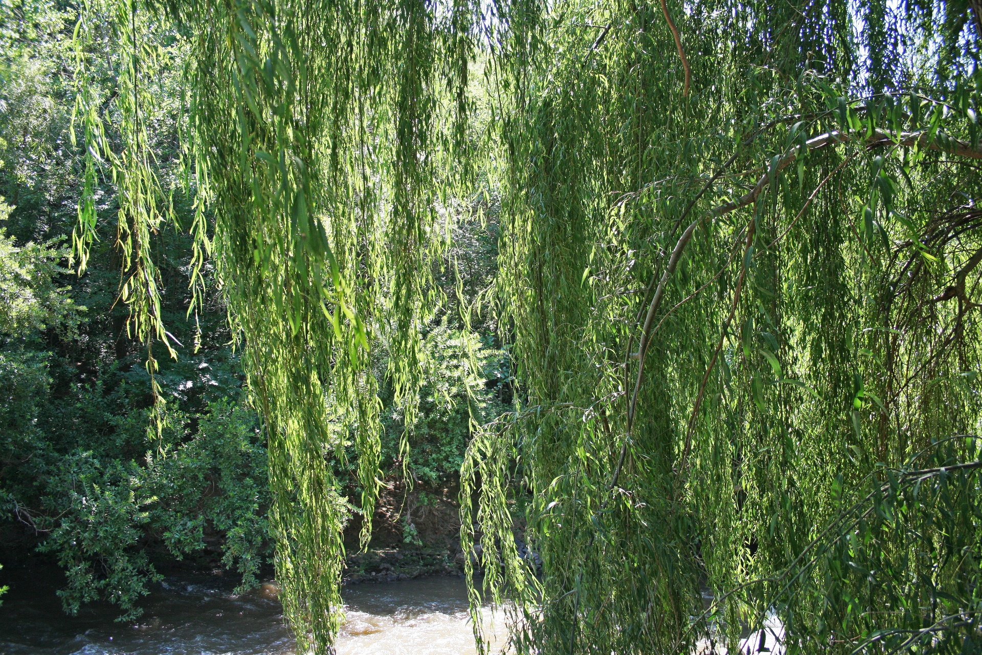 Weeping willow branches