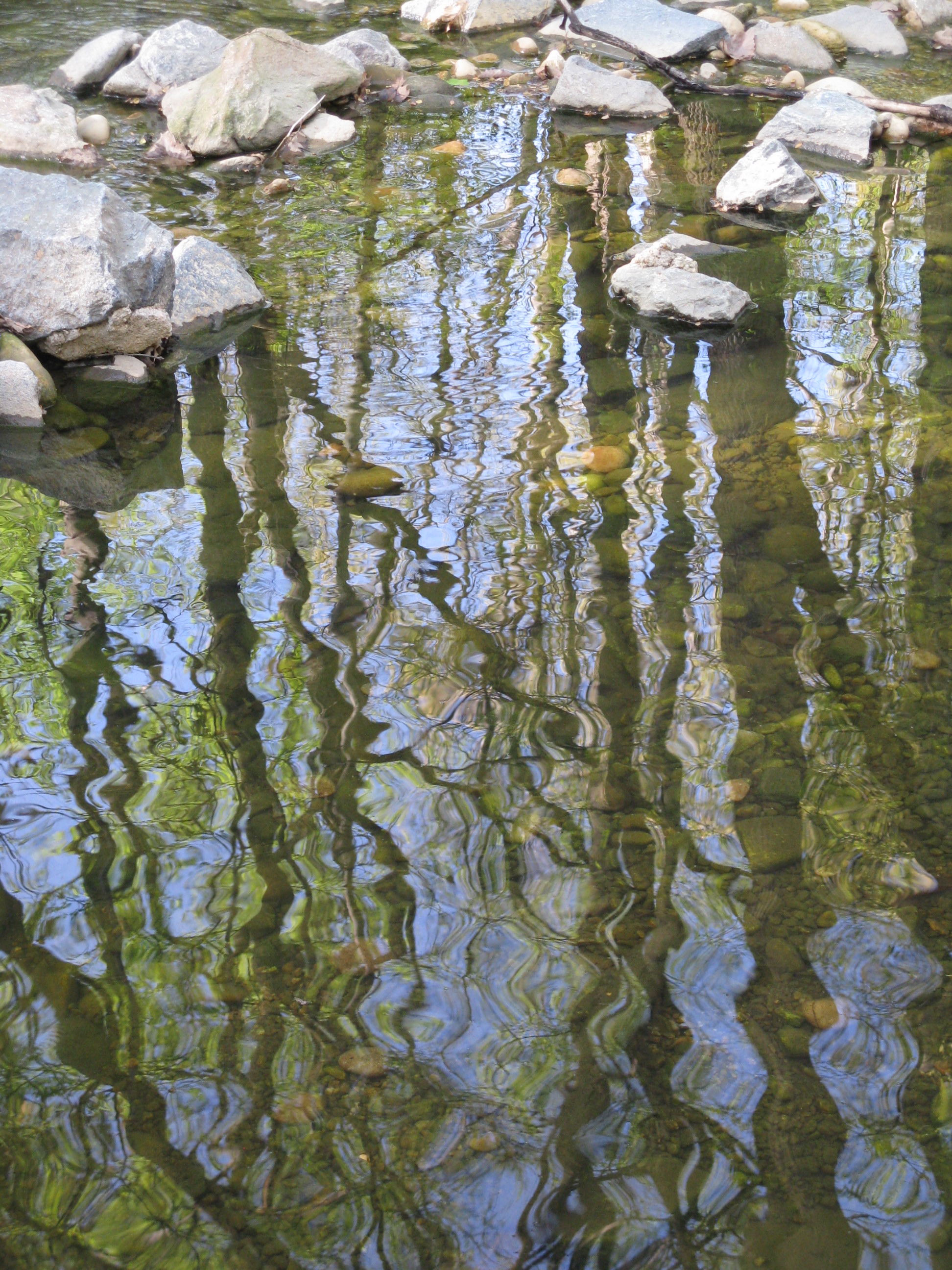 trees reflected in water