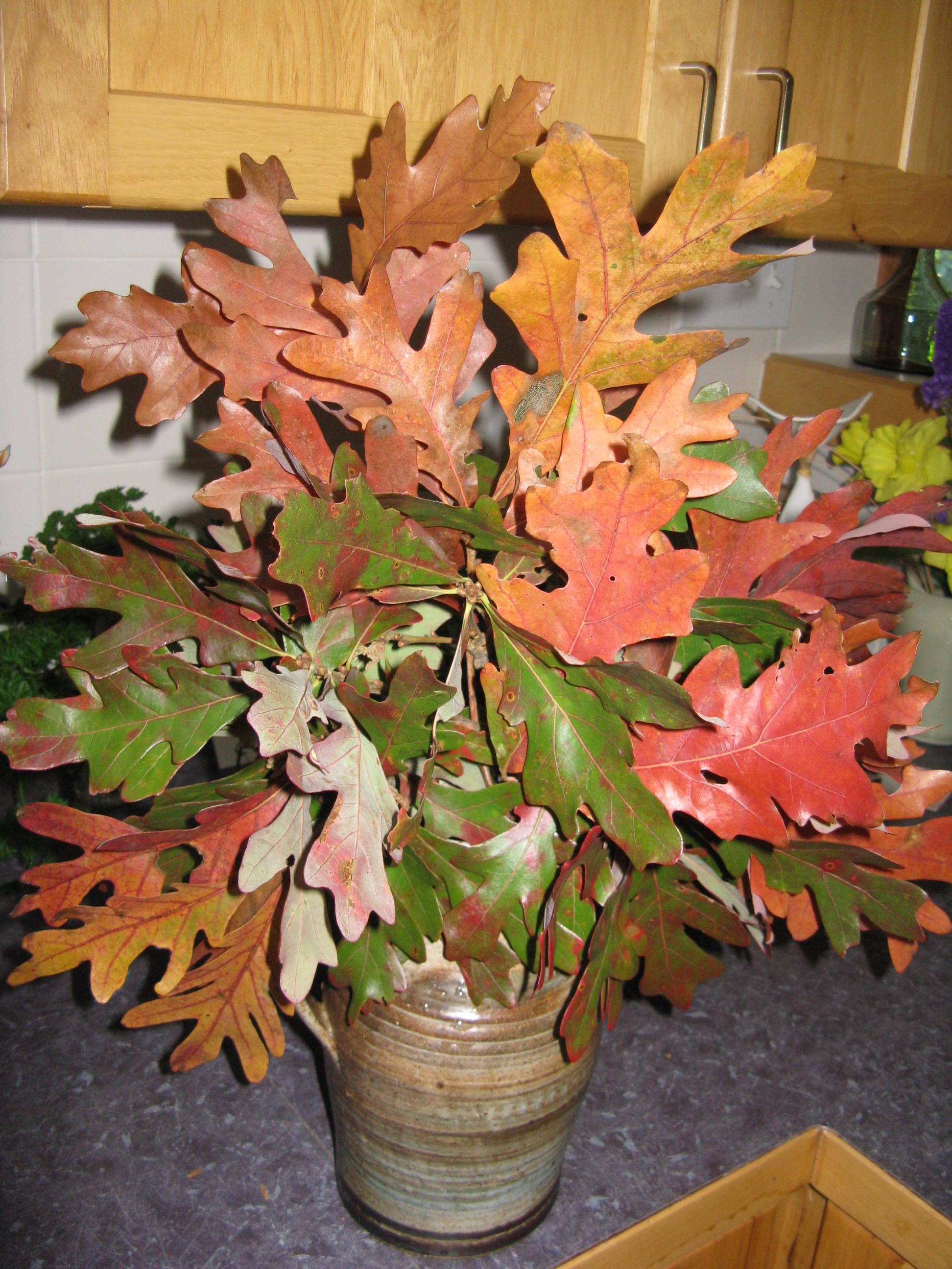Oak leaf arrangement in vase