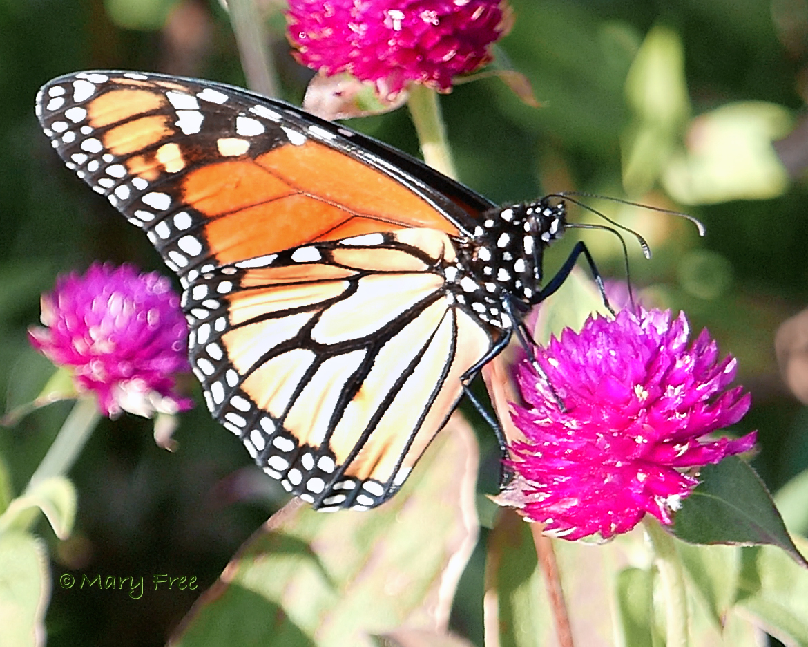 Gomphrena with Monarch