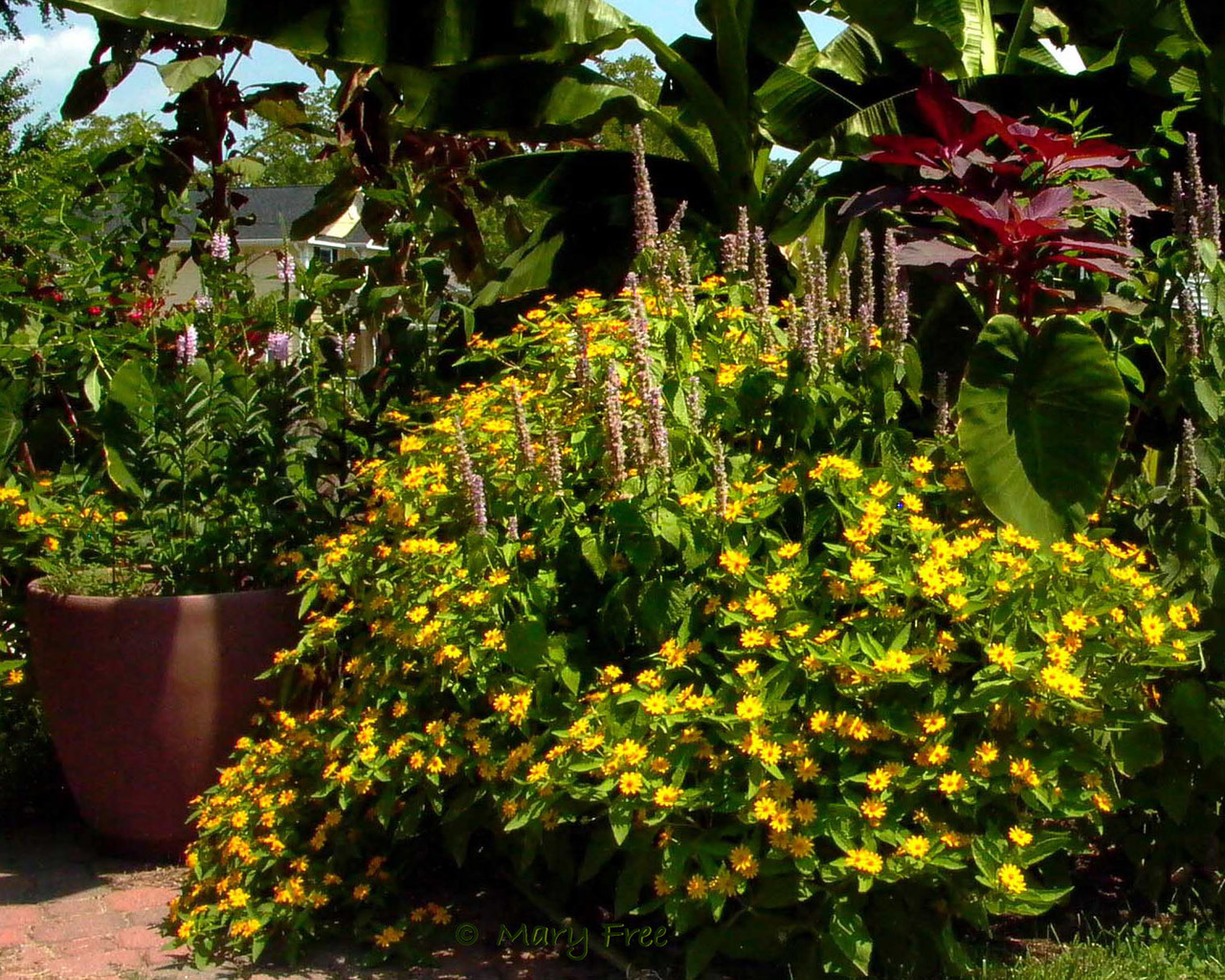 The yellow-flowered melampodium brightens the landscape at the Glencarlyn Library Community Garden