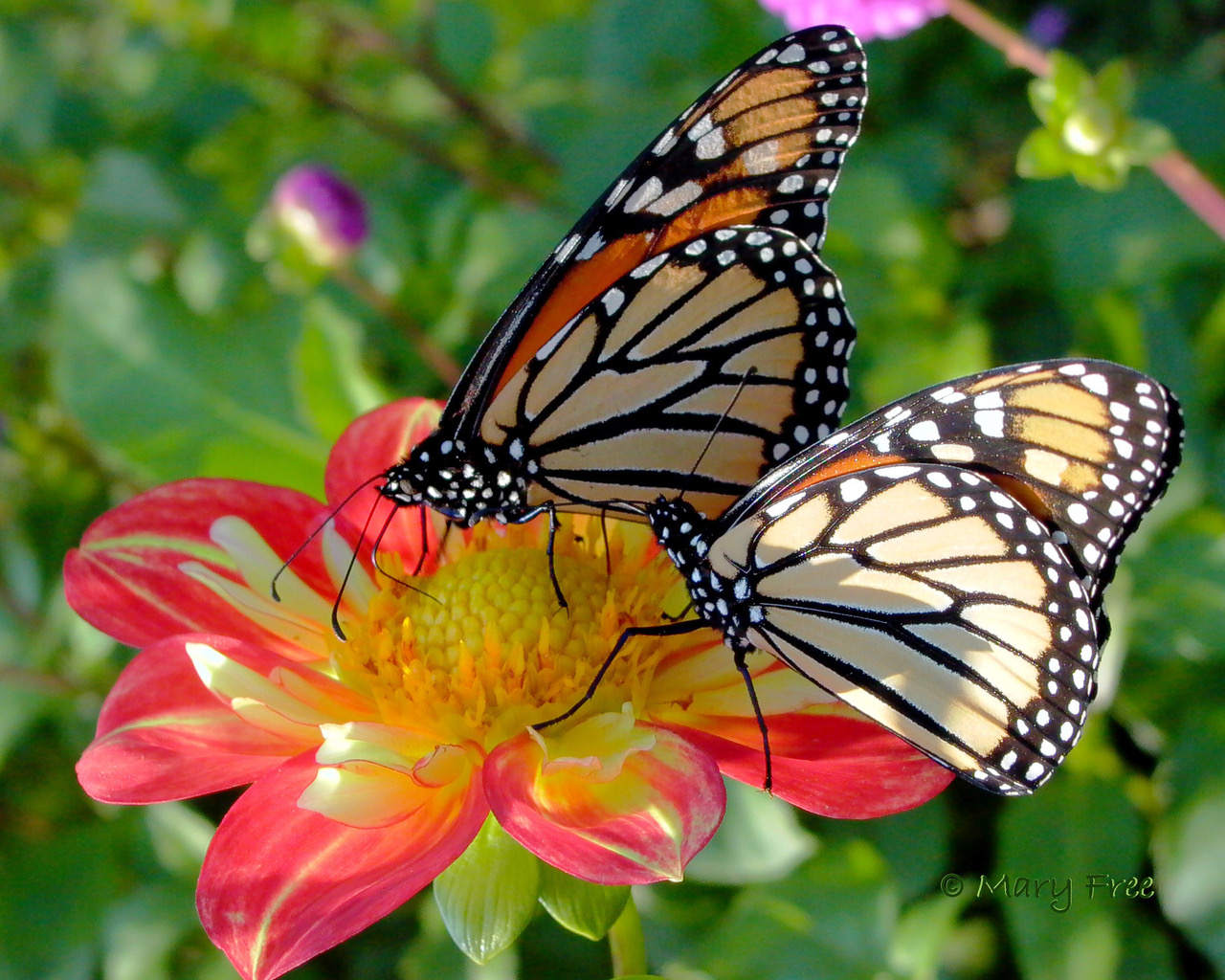 Monarchs stop to feed on a collarette dahlia late season along their migration path to Mexico
