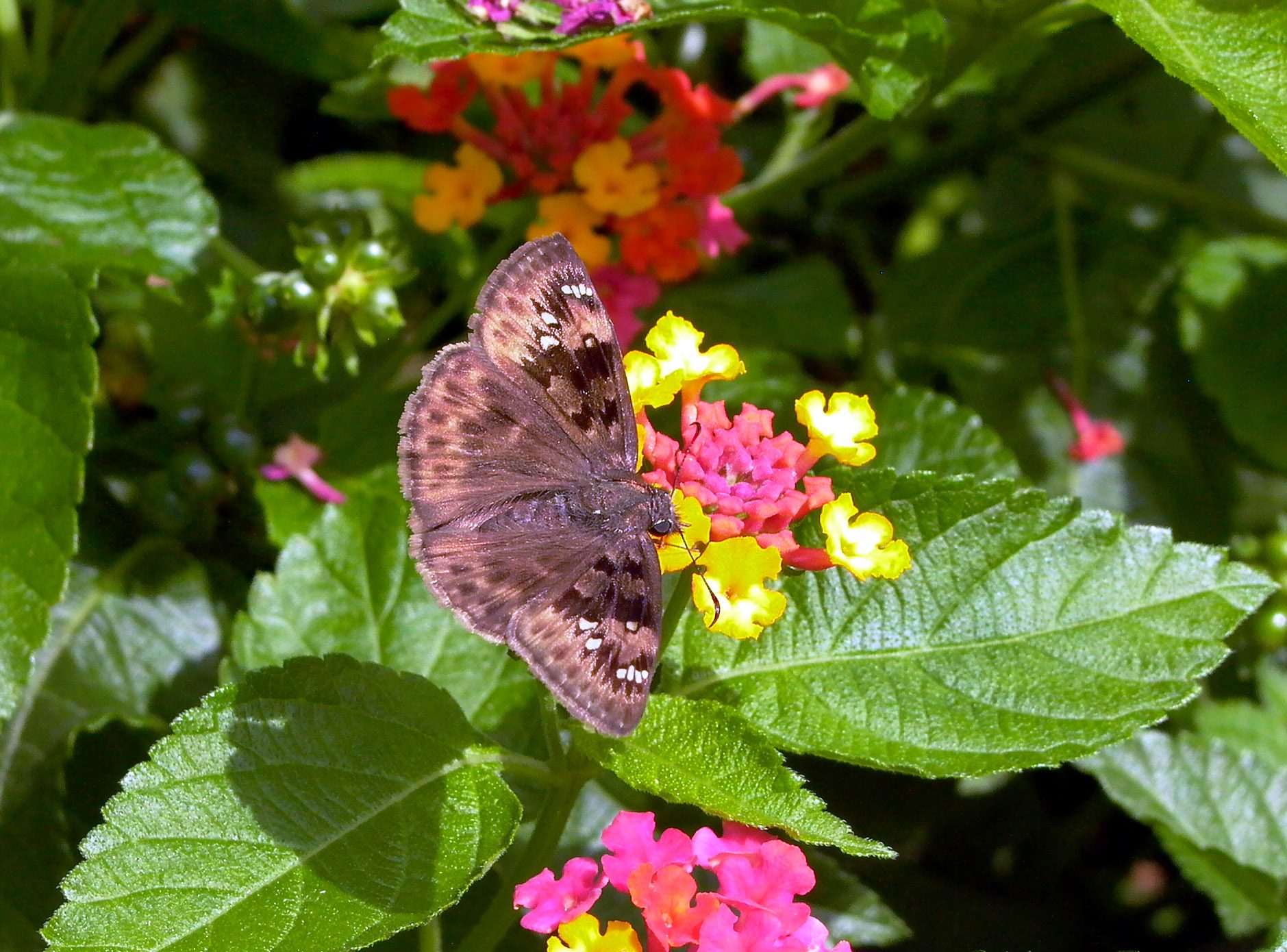 Duskywing Skipper on Lantana