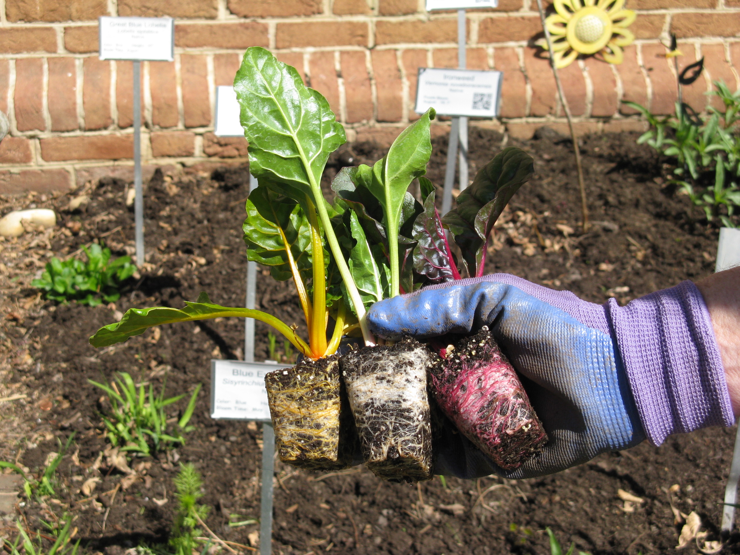 Planting Swiss Chard