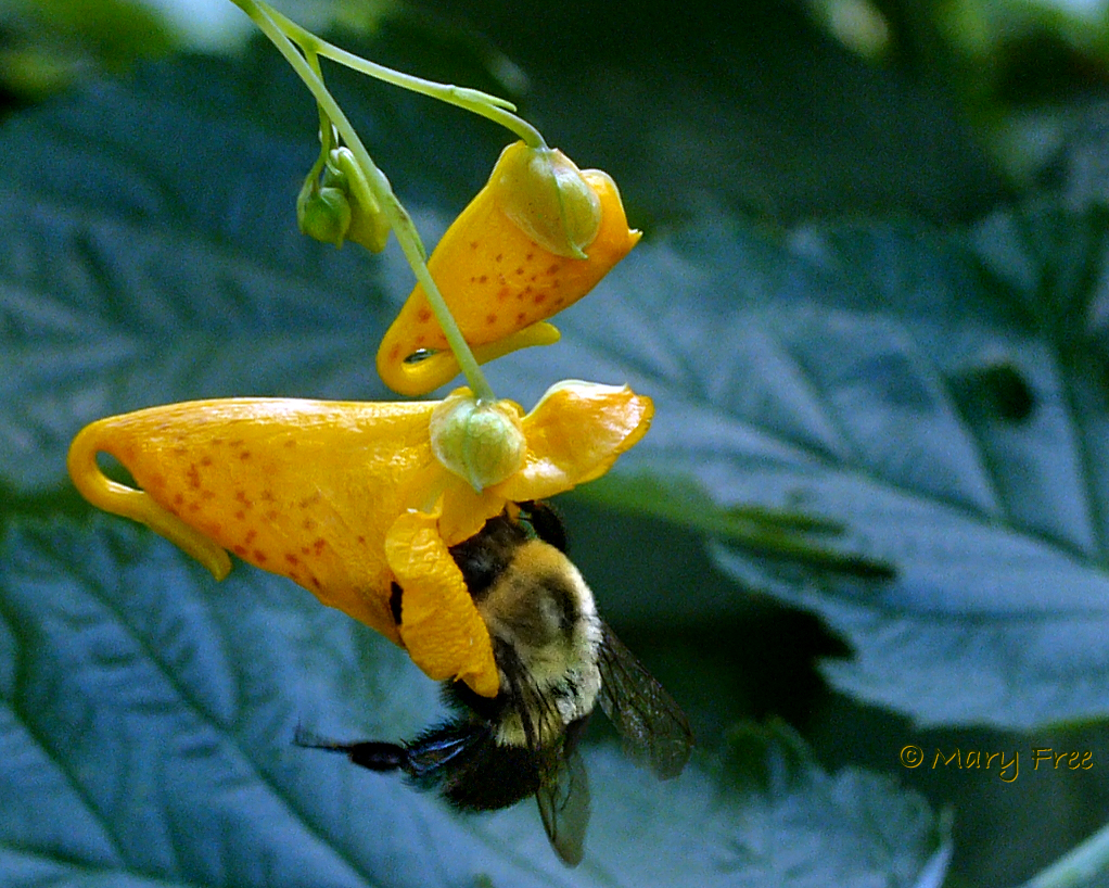 Jewelweed with Bumble Bee