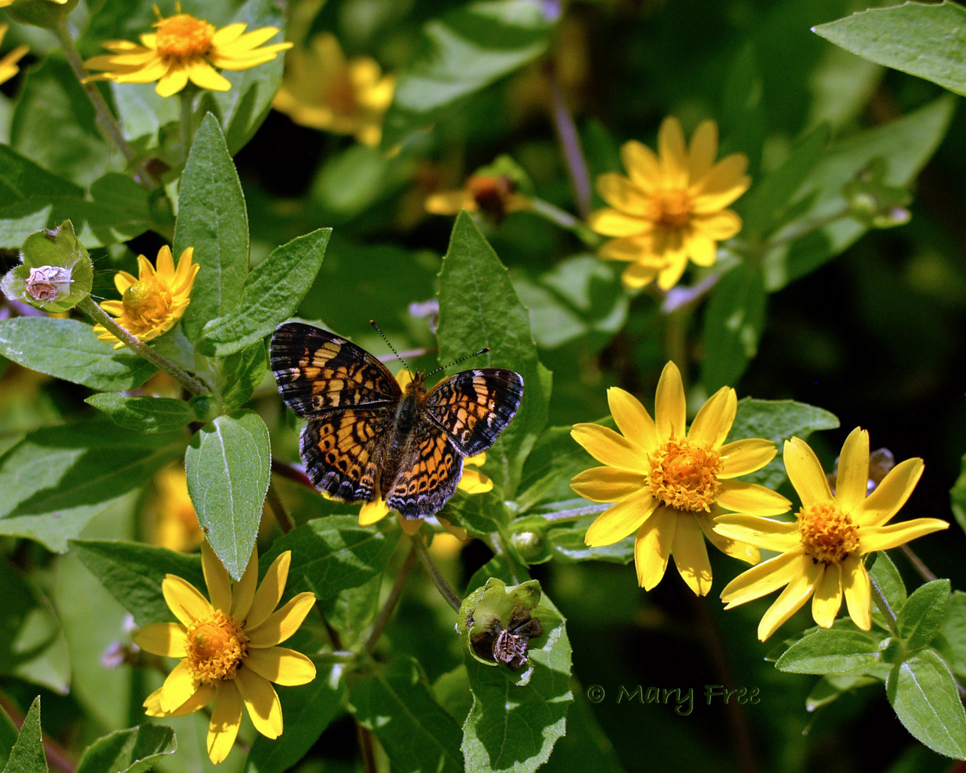 Melampodium with Pearl Crescent