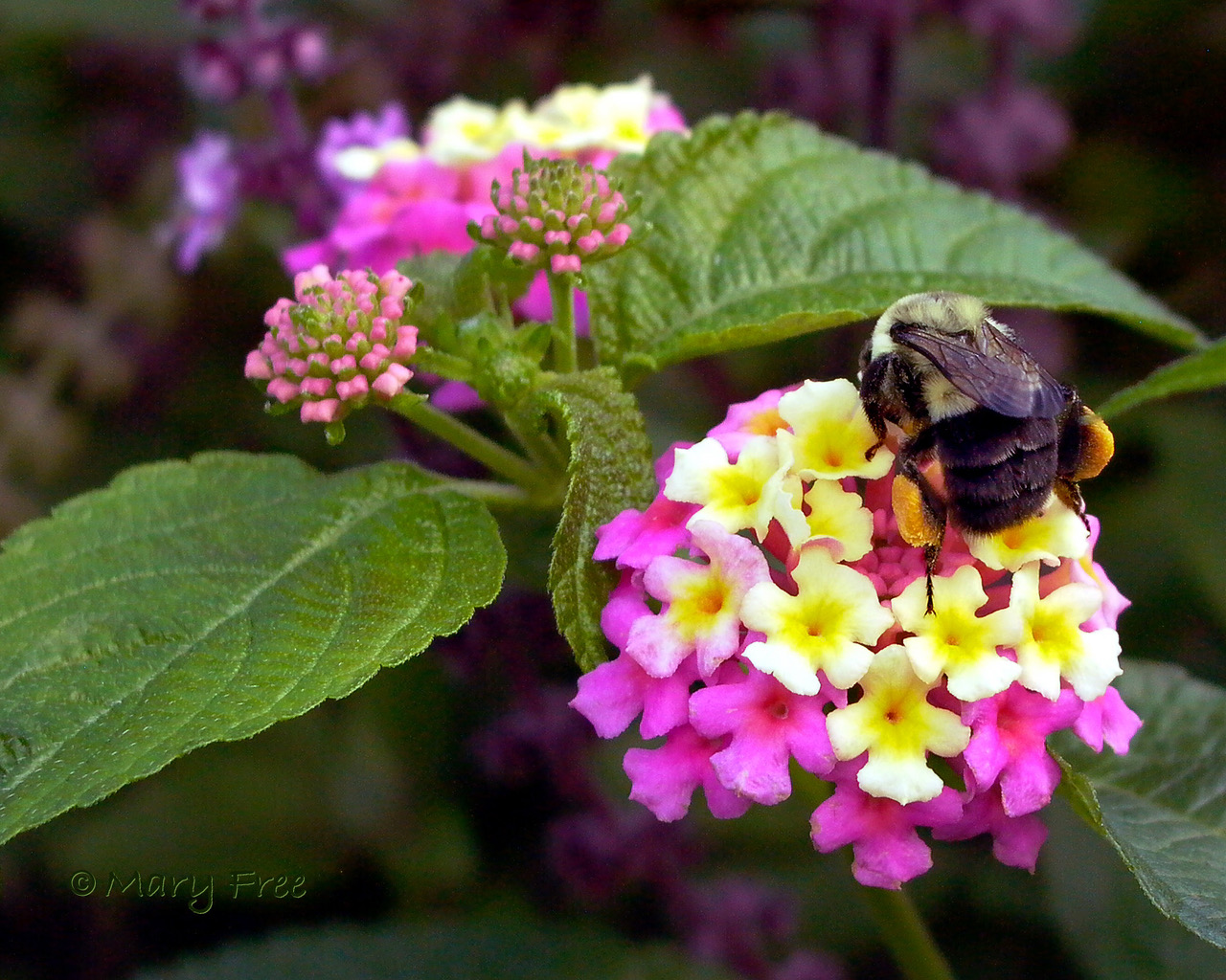 A common eastern bumble bee forages on Lantana camera