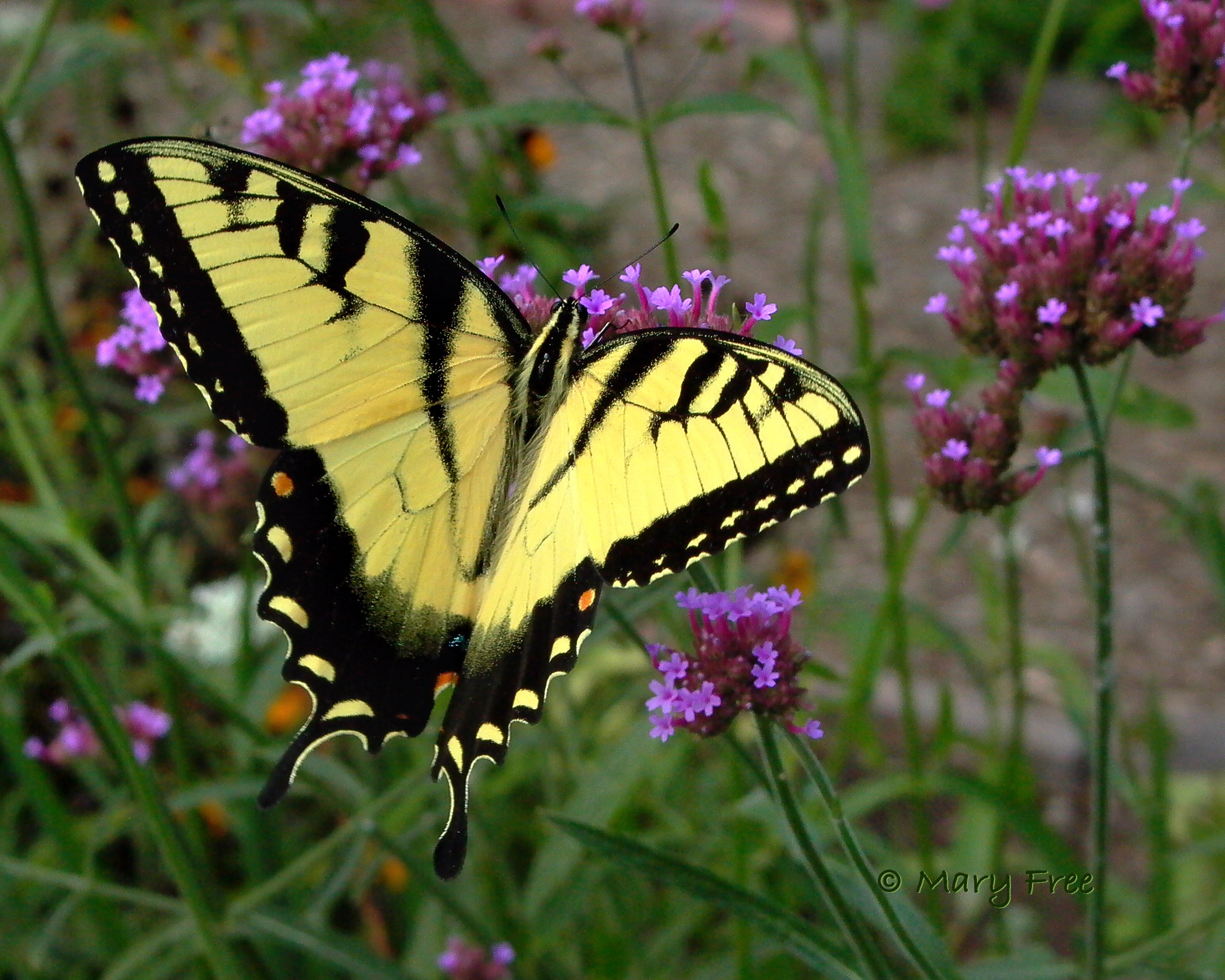Verbena with Eastern Tiger Swallowtail (Male) from Creating Inviting Habitats