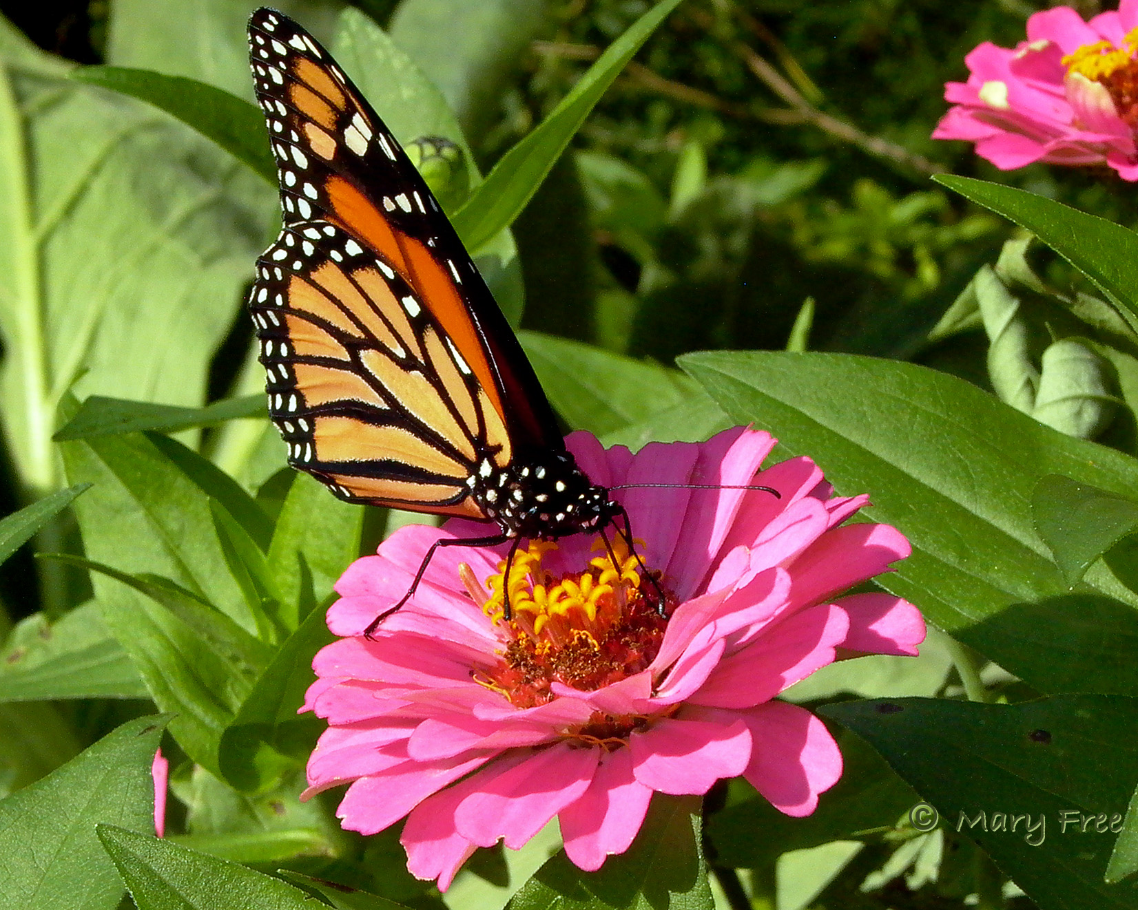 Zinnia with Monarch