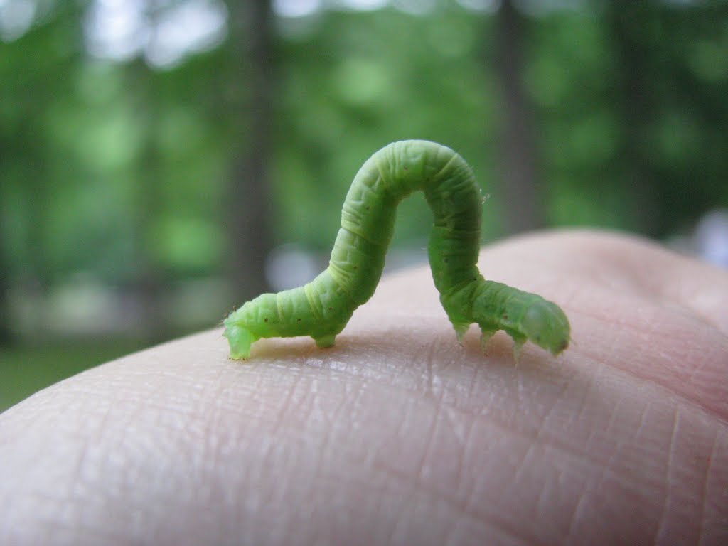 Tiny inchworm