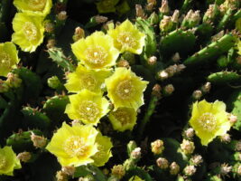 Opuntia humifusa (eastern prickly-pear) with leaves, buds, and flowers, but no spines in May.