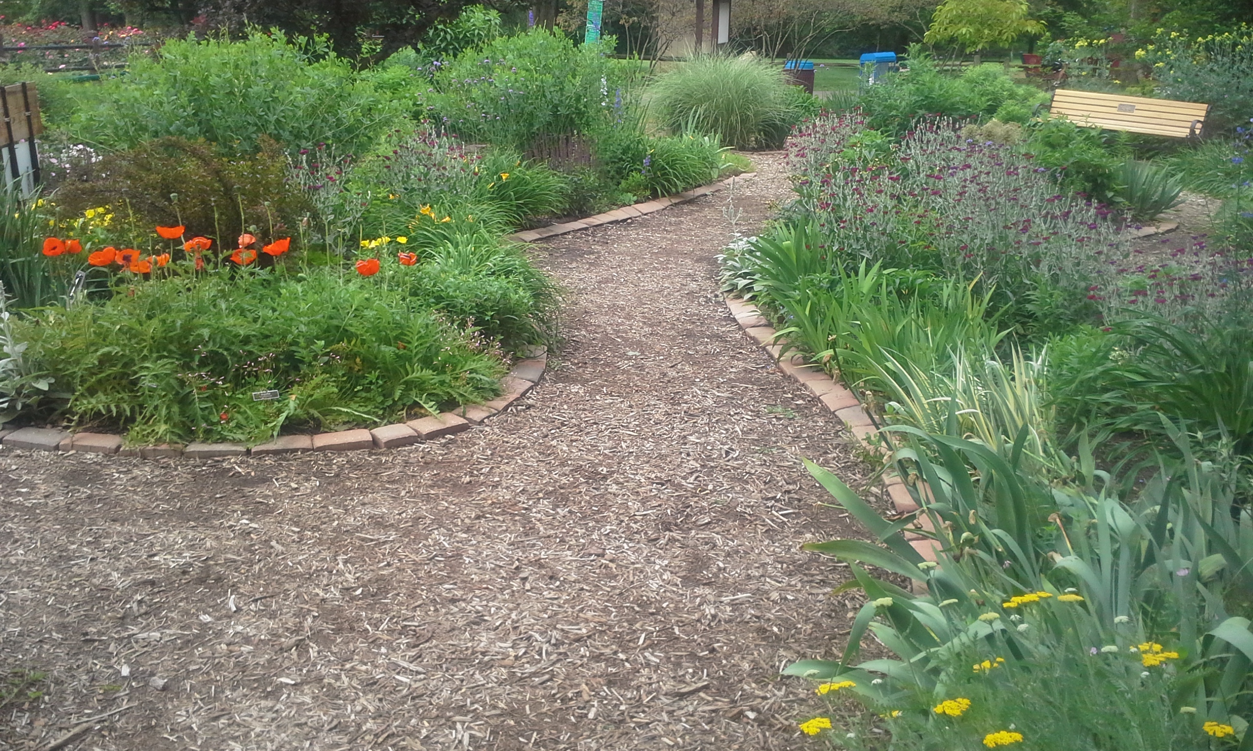Edge stones turned to create path border along curved garden beds