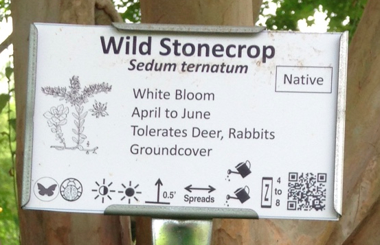 Wild Stonecrop Sign