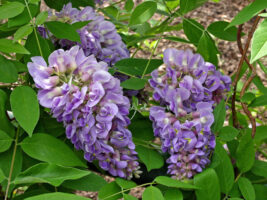 Wisteria frutescens flowers. Photo © Mary Free, 2015-05-18, Sunny Garden, Bon Air Park.