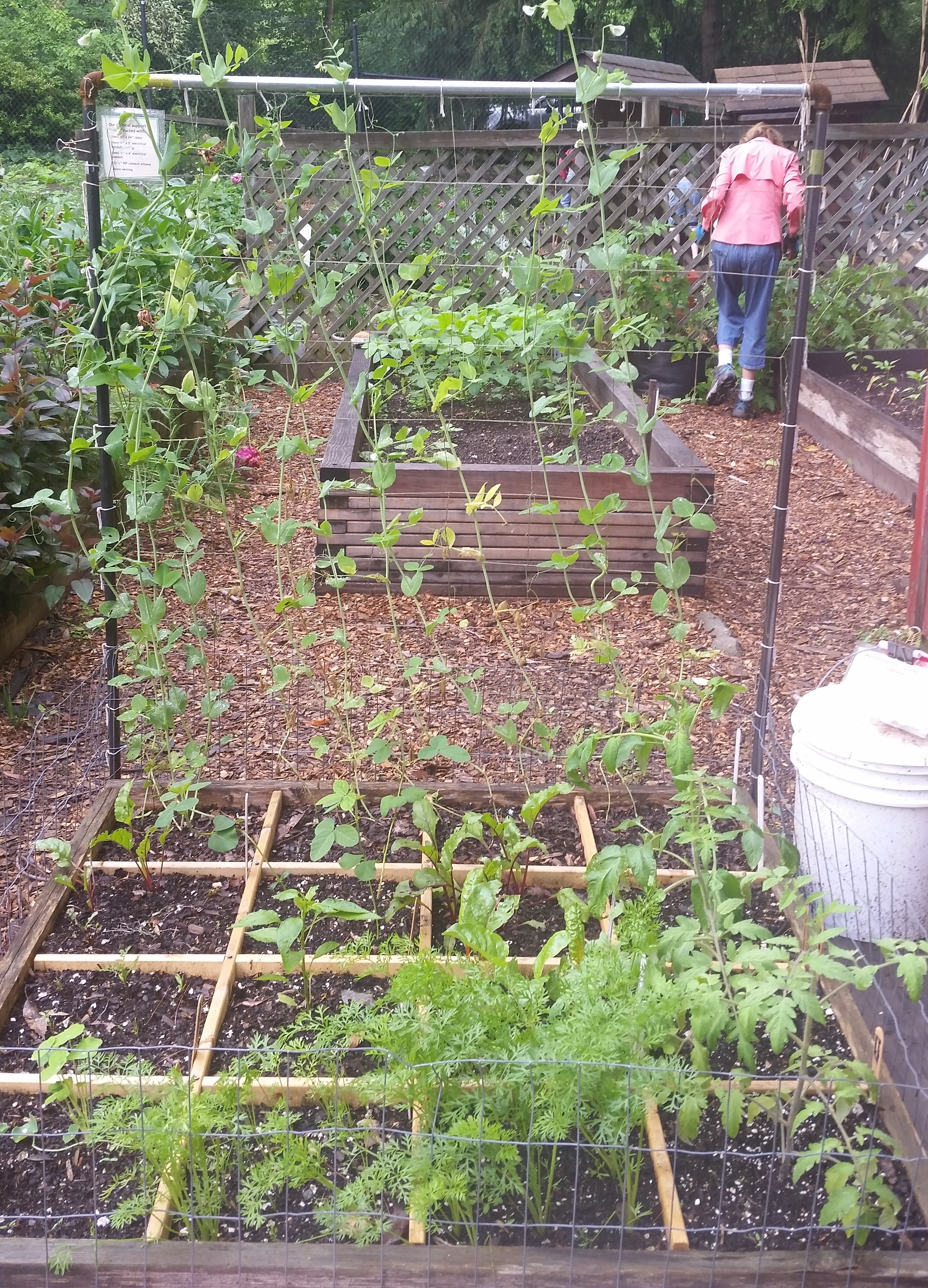 Square Foot Garden