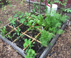 Square Foot Garden
